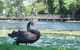 Gold Coast Regional Botanic Gardens - thumb 1
