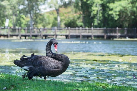 Gold Coast Regional Botanic Gardens - South Australia Travel 1