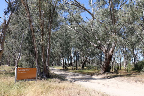 Gunbower Island Forest Drive - South Australia Travel 2
