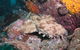 Hanging Rock Dive Site - thumb 1