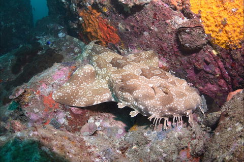 Hanging Rock Dive Site - South Australia Travel 1