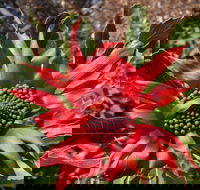Inverawe Native Gardens - South Australia Travel