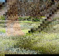 Leaghur State Park - South Australia Travel