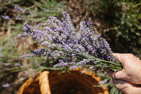 Nannup Lavender Farm - South Australia Travel 2