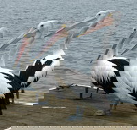 Pelican Feeding - South Australia Travel