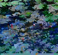 Pine Creek Water Gardens - South Australia Travel