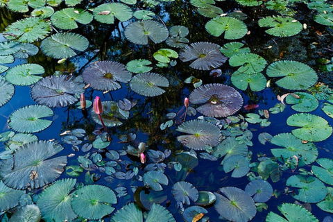Pine Creek Water Gardens - South Australia Travel 0