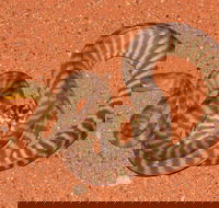 Red Desert Reptiles - South Australia Travel