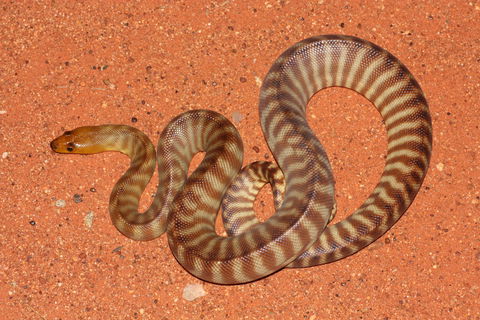 Red Desert Reptiles - South Australia Travel 0