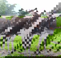 The Good Samaritan Donkey Sanctuary - South Australia Travel