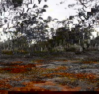 Woylie Walk Dryandra Woodland - South Australia Travel