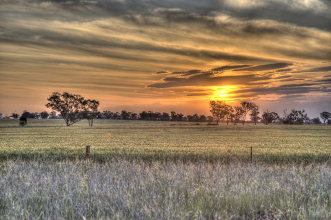 Ardlethan - South Australia Travel 2