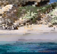 Australian Sea Lions - South Australia Travel