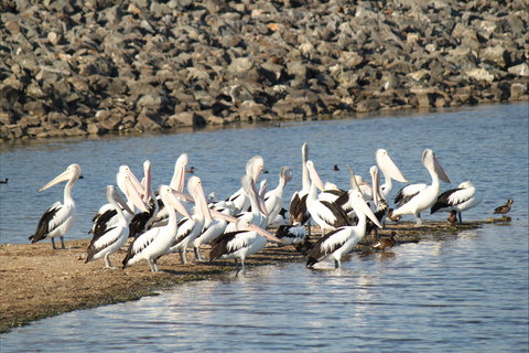 Bjelke-Petersen Dam - South Australia Travel 2
