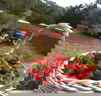 Blue Hills Berries and Cherries - South Australia Travel