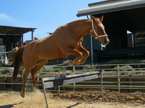 Boggy Creek Show - South Australia Travel 1