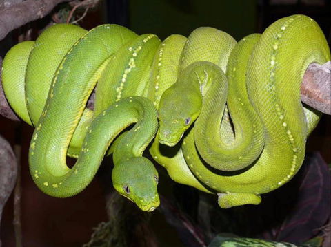 Canberra Reptile Zoo - South Australia Travel 1