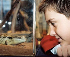 Canberra Reptile Zoo - South Australia Travel 2