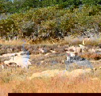 Cape Keraudren Nature Reserve - South Australia Travel