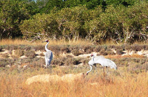 Cape Keraudren Nature Reserve - South Australia Travel 0