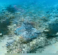 Child Island Dive Site - South Australia Travel