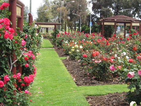 Cowra Rose Garden - South Australia Travel 0
