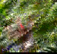 Depot Beach Rainforest Walk - South Australia Travel