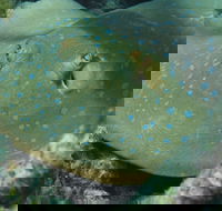 Fitzroy Island Dive Site - South Australia Travel