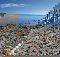 Hamelin Pool Stromatolites - South Australia Travel