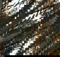 Hazelbrook - South Australia Travel