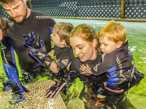 Irukandji Shark And Ray Encounters - South Australia Travel 1