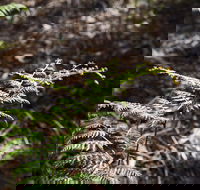 Langwarrin Flora and Fauna Reserve Walking Trails - South Australia Travel