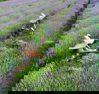 Lavandula Swiss Italian Farm - South Australia Travel