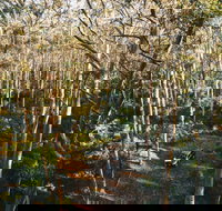 Leeuwin-Naturaliste National Park - Cowaramup - South Australia Travel