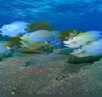Lodestone Reef - South Australia Travel