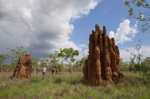 Magnetic Termite Mounds - South Australia Travel 2
