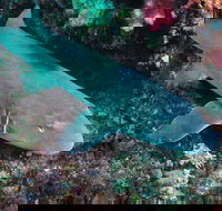 Middle Reef Dive Site - South Australia Travel