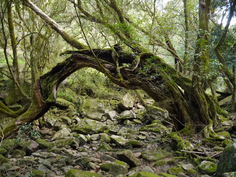 Mitchell River Walking Track - South Australia Travel 0