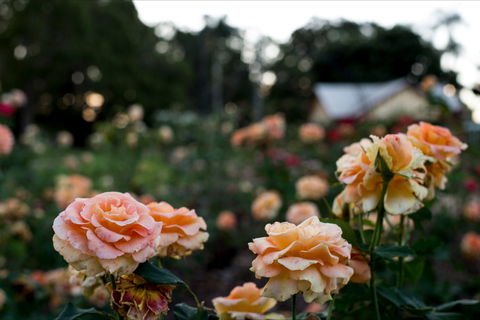 Newtown Park State Rose Garden - South Australia Travel 0