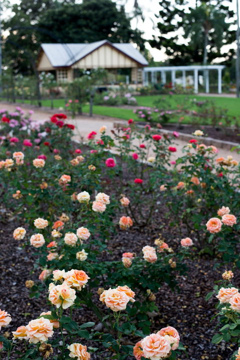 Newtown Park State Rose Garden - South Australia Travel 2