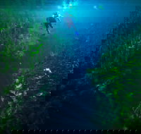 Piccaninnie Ponds Conservation Park - South Australia Travel