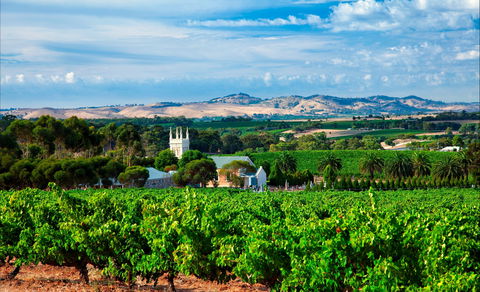 Seppeltsfield Road Barossa Valley - South Australia Travel 1