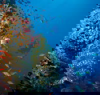 SS Yongala Dive Site - South Australia Travel