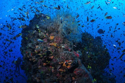 SS Yongala Dive Site - South Australia Travel 2