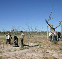 Sturt's tree walk - South Australia Travel