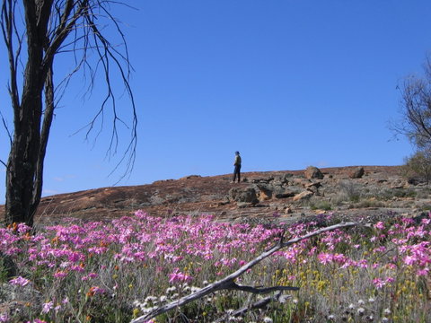 Talgomine Reserve - South Australia Travel 0