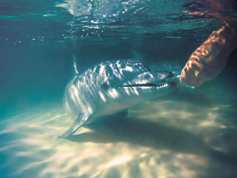 Tangalooma Wild Dolphin Feeding - South Australia Travel 2