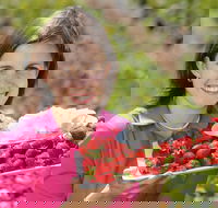 The Super Strawberry - South Australia Travel