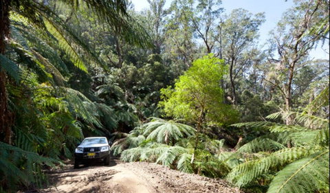 Wadbilliga Road Drive - South Australia Travel 0