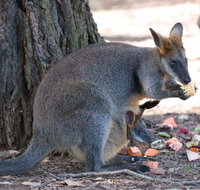 Wirrimbirra Sanctuary